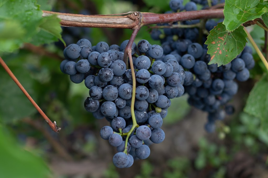 Vignoble de lArdennais | 158 Chemin Ridge, Stanbridge East, QC J0J 2H0, Canada | Phone: (450) 248-0597