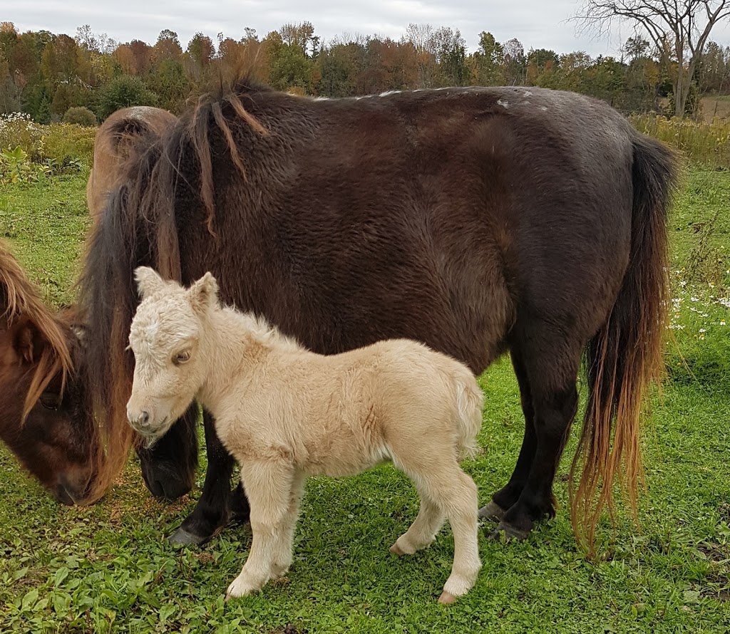 Lake Ridge Farm Miniature Horses | 21751 Simcoe St, Seagrave, ON L0C 1G0, Canada | Phone: (905) 985-4600
