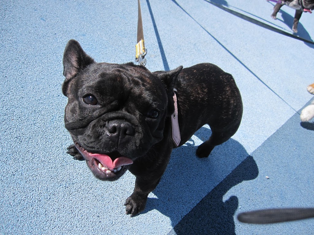 Hello Doggy | 1524 Venetia Dr, Oakville, ON L6L 1K7, Canada | Phone: (416) 839-2551