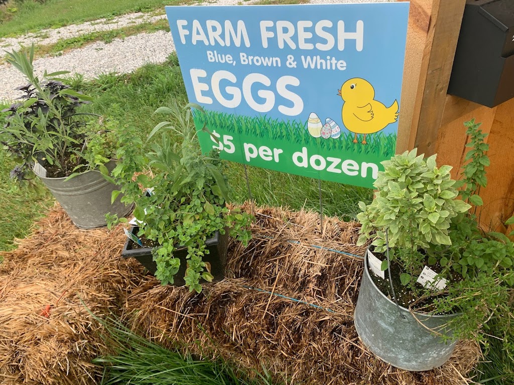 Funny Farm Country Cut Flowers | 4051Kimball Road, Corunna, ON N0N 1G0, Canada | Phone: (519) 671-7903