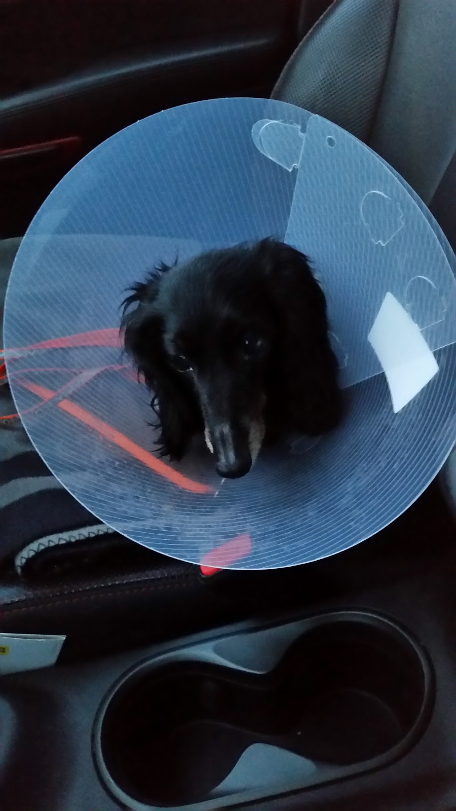 Westoak Animal Hospital | 3-2512 Old Bronte Rd, Oakville, ON L6M 4J3, Canada | Phone: (905) 469-2595
