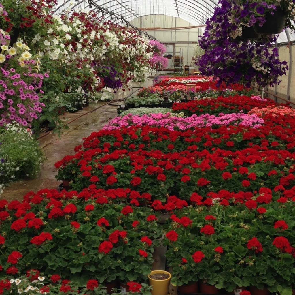 Bloomfield Garden Centre | 243015 Boundary Road, Calgary, AB T2P 2G7, Canada | Phone: (403) 466-7978