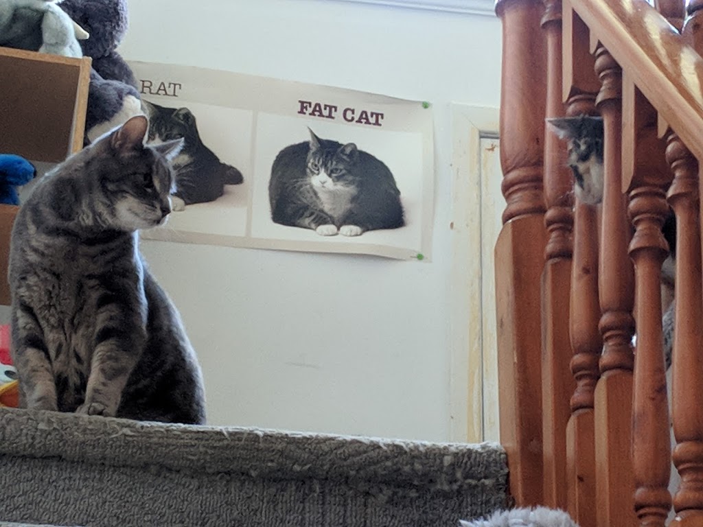 Belleway Veterinary Hospital | 6833 Highway 62 North, Belleville, ON K8N 4Z5, Canada | Phone: (613) 969-0537