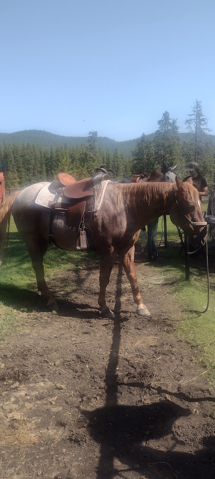 Chungo Creek Outfitters | Chungo Rd, Nordegg, AB T0M 2H0, Canada | Phone: (403) 844-9127