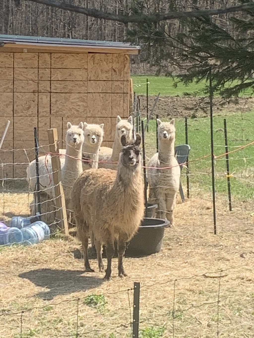 Skywatcher Alpaca Farm | 14 Ahsennénhson, Oka, QC J0N 1E0, Canada | Phone: (514) 224-3457