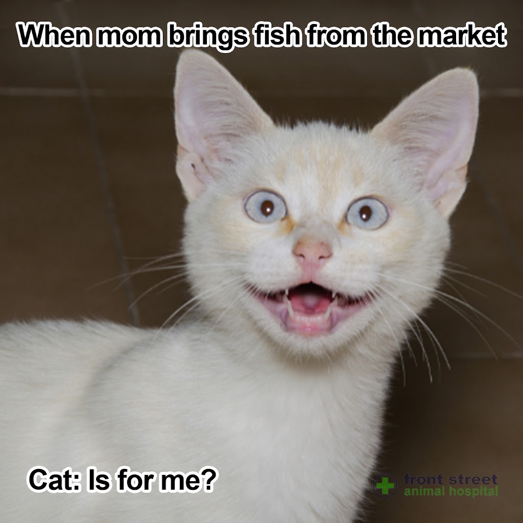 Front Street Animal Hospital | 548 Front St W, Toronto, ON M5V 3N5, Canada | Phone: (416) 351-1212