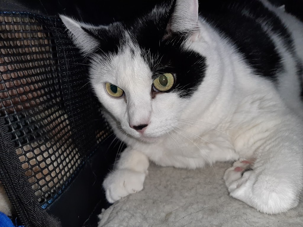 Norgate Animal Hospital | 1435 Marine Dr, North Vancouver, BC V7P 1T5, Canada | Phone: (604) 980-2222