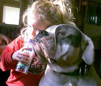Rosebull Kennels American Bulldogs | 78 Main St S, Hagersville, ON N0A 1H0, Canada | Phone: (905) 379-4489