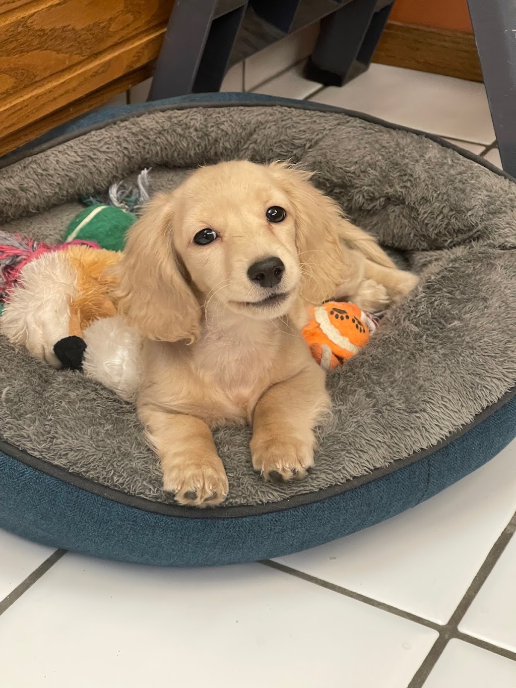 Royal Dachshunds | 1621 Windermere Loop Rd, Windermere, BC V0B 2L1, Canada | Phone: (780) 842-1577
