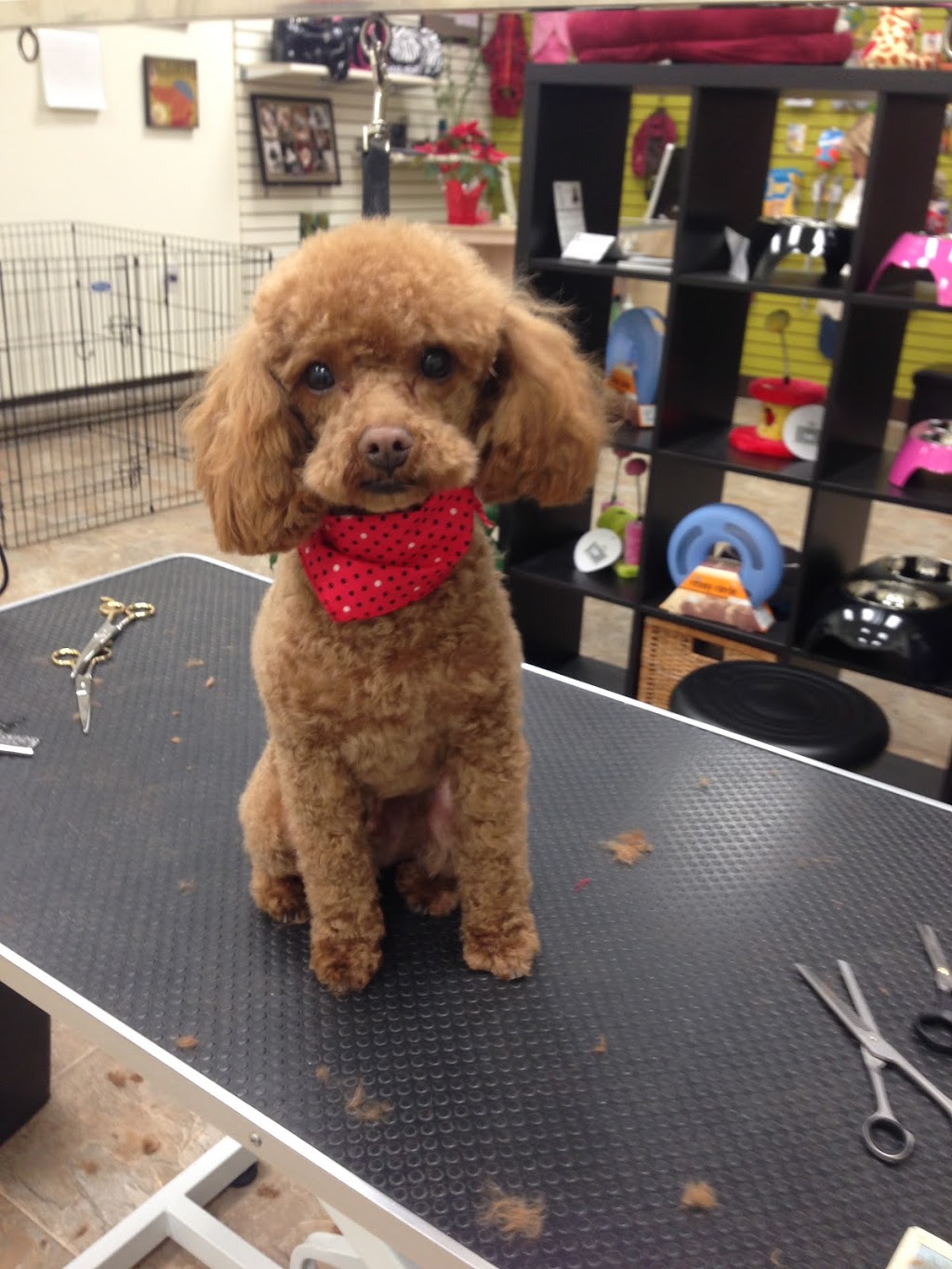Le Coin Du Chien - Toilettage | 7250 Boulevard Taschereau, Brossard, QC J4W 1M9, Canada | Phone: (450) 486-7200