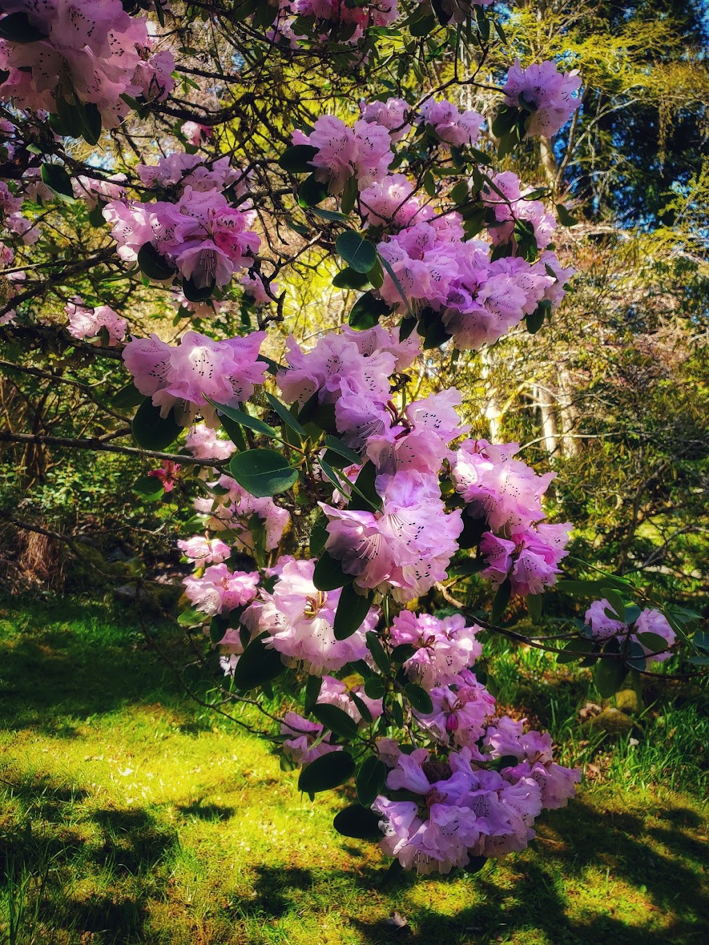 Milner Gardens & Woodland - Vancouver Island University | 2179 Island Hwy W, Qualicum Beach, BC V9K 1G1, Canada | Phone: (250) 752-6153