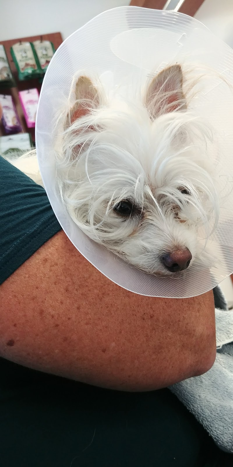 Globalvet - Veterinary Clinic Lévis | 2865 Boulevard Guillaume-Couture, Saint-Romuald, QC G6W 6N9, Canada | Phone: (418) 839-4181