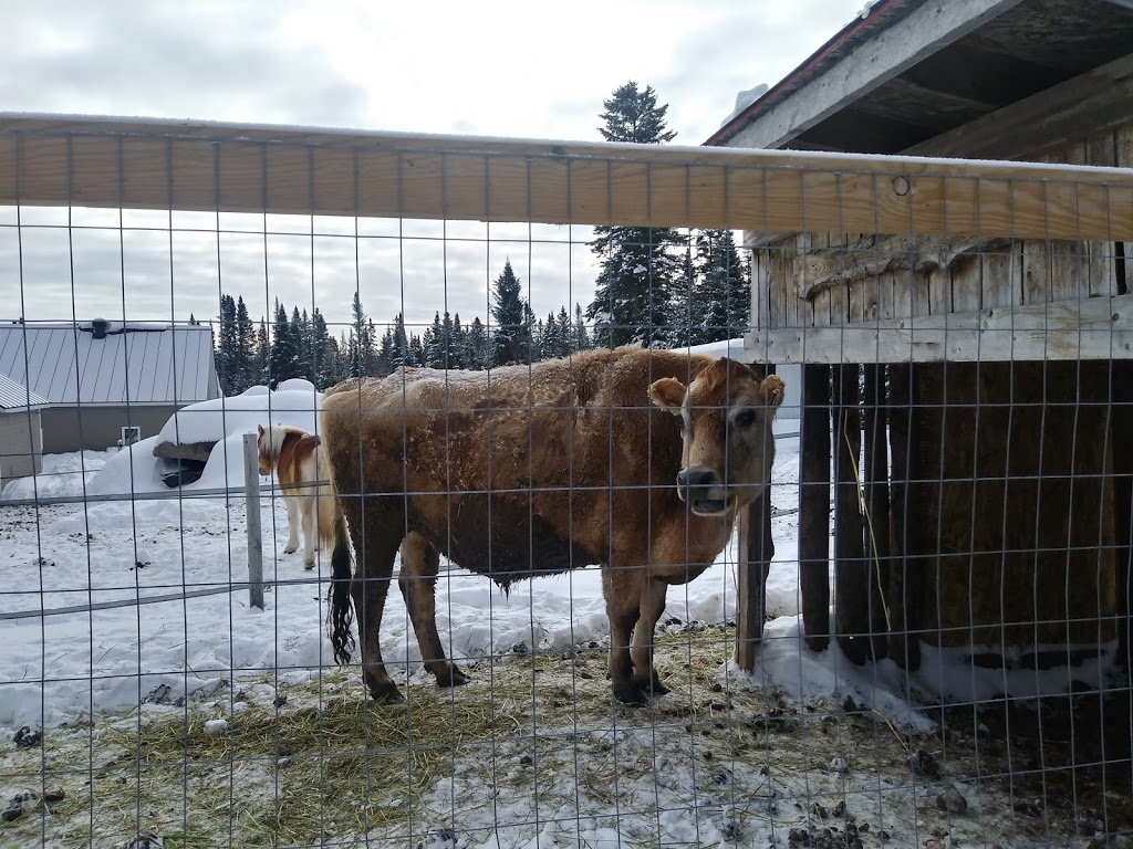 Ranch LaDouceur | 6250 Chemin du 10e Rang, Sainte-Agathe-des-Monts, QC J8C 0N6, Canada | Phone: (819) 321-1329
