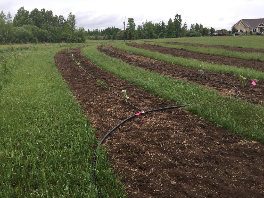BerryGood Farms | 2295 County Rd 43, Kemptville, ON K0G 1J0, Canada