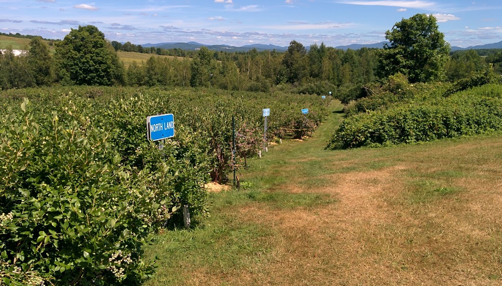 Blueberry Hill | 2259 Chemin Beattie, Dunham, QC J0E 1M0, Canada | Phone: (450) 295-2417