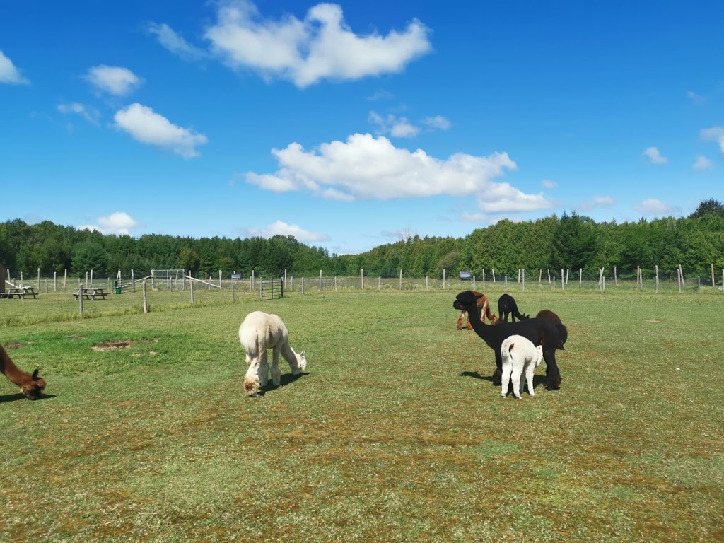 Forget-Me-Not Alpacas | 1595 Concession Rd 3, Beaverton, ON L0K 1A0, Canada | Phone: (289) 221-6102