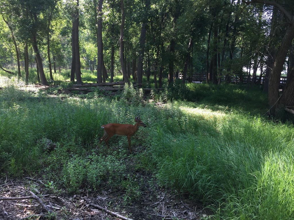 Times Beach Nature Preserve | Coast Guard Station S Rd, Buffalo, NY 14203, USA | Phone: (716) 896-1271