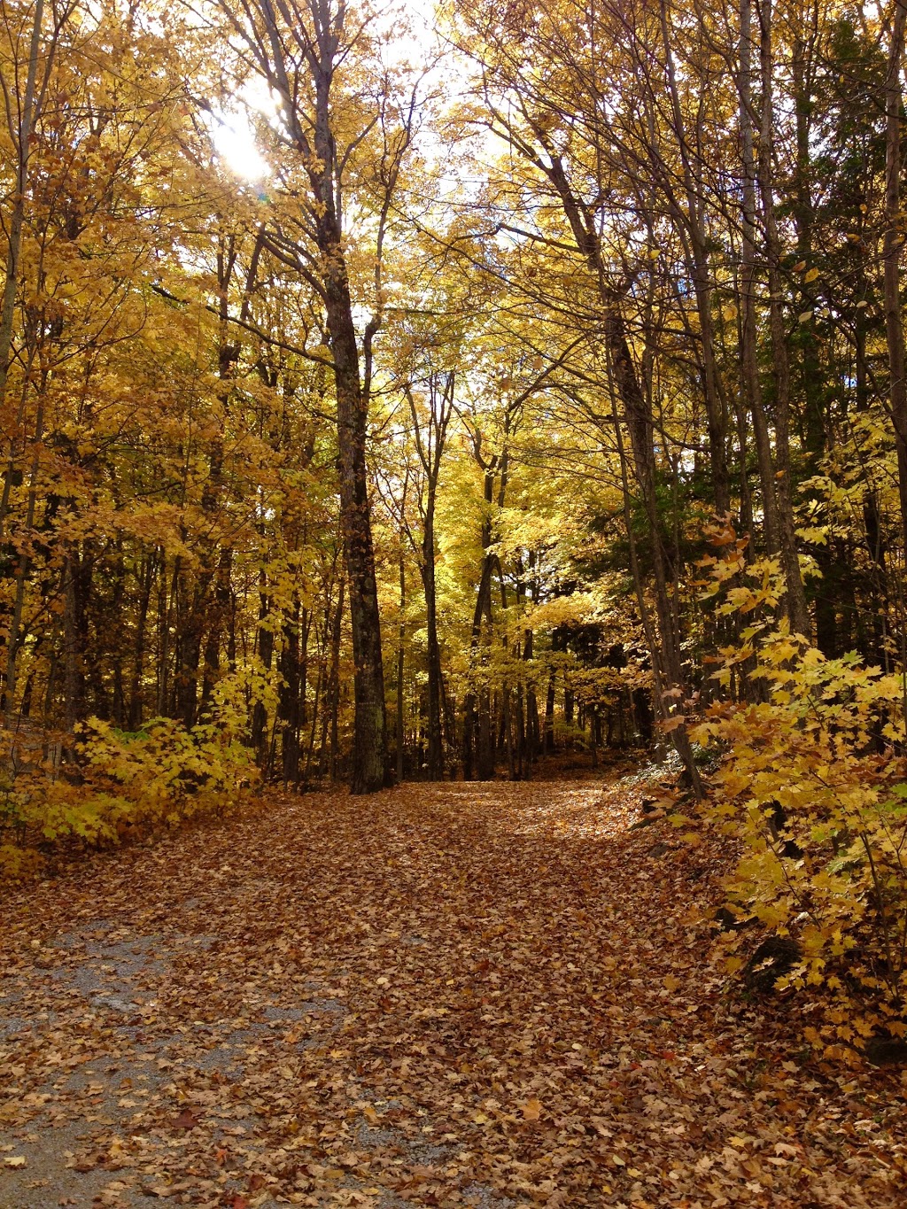 Woodland Camp Site | 209 Allens Rd, Buckhorn, ON K0L 1J0, Canada | Phone: (705) 933-8946