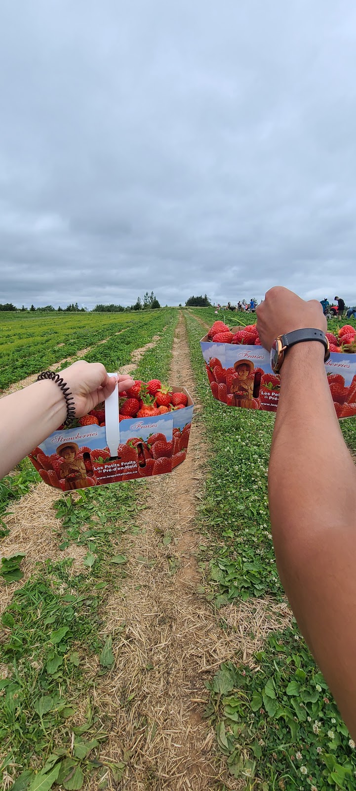 Les Petits Fruits de Pré den Haut | 839 Pré DEn Haut St, Memramcook, NB E4K 1K8, Canada | Phone: (506) 758-0987