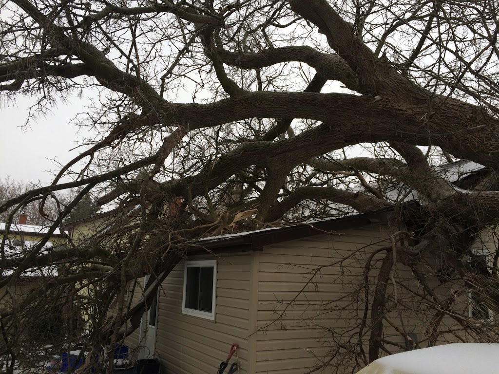 Beauregard Tree Service | 55 River Rd, Brantford, ON N3T 5L6, Canada | Phone: (519) 756-3489