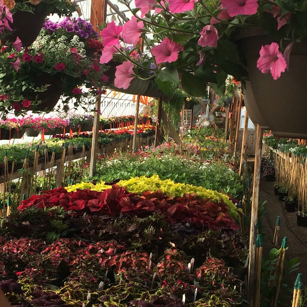 Obsession Greenhouses | 245 Buffalo Park Road, Saint Louis, SK S0J 2C0, Canada | Phone: (306) 422-8211