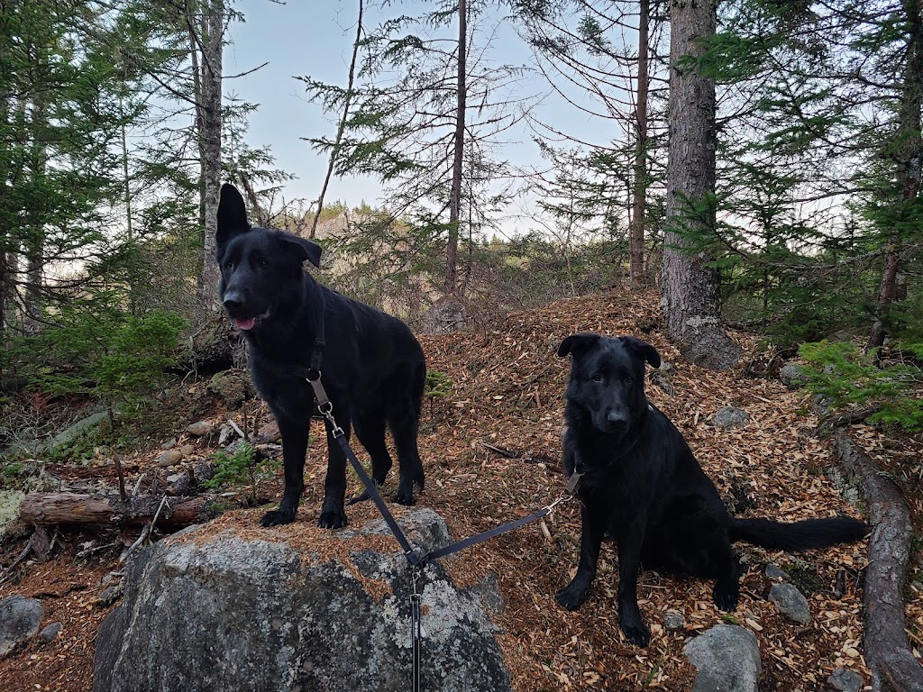 Herring Cove Veterinary Hospital | 751 Herring Cove Rd, Halifax, NS B3R 1Y9, Canada | Phone: (902) 455-7292