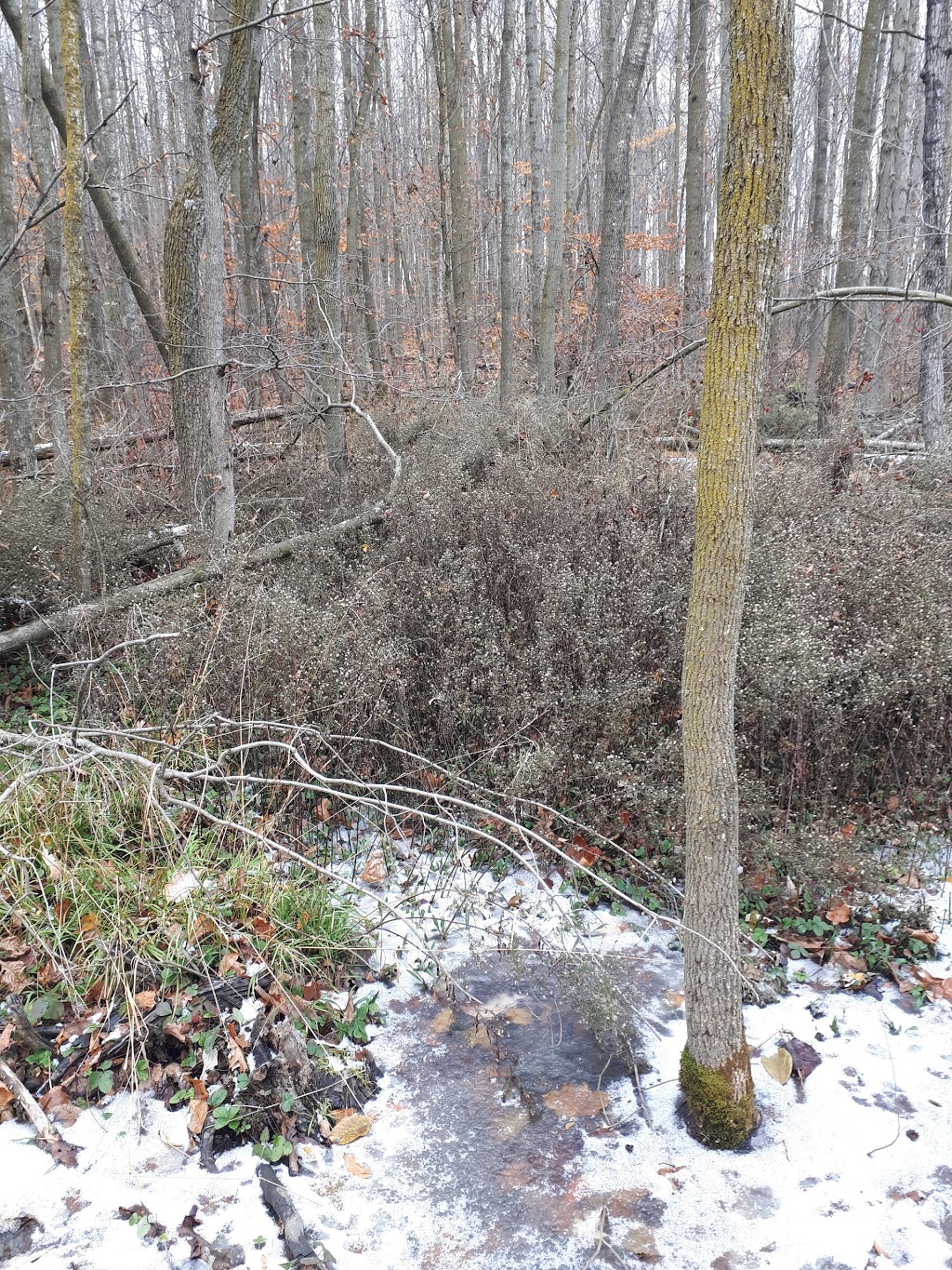 Schmidt Woods | Baden, ON N3A 0C4, Canada