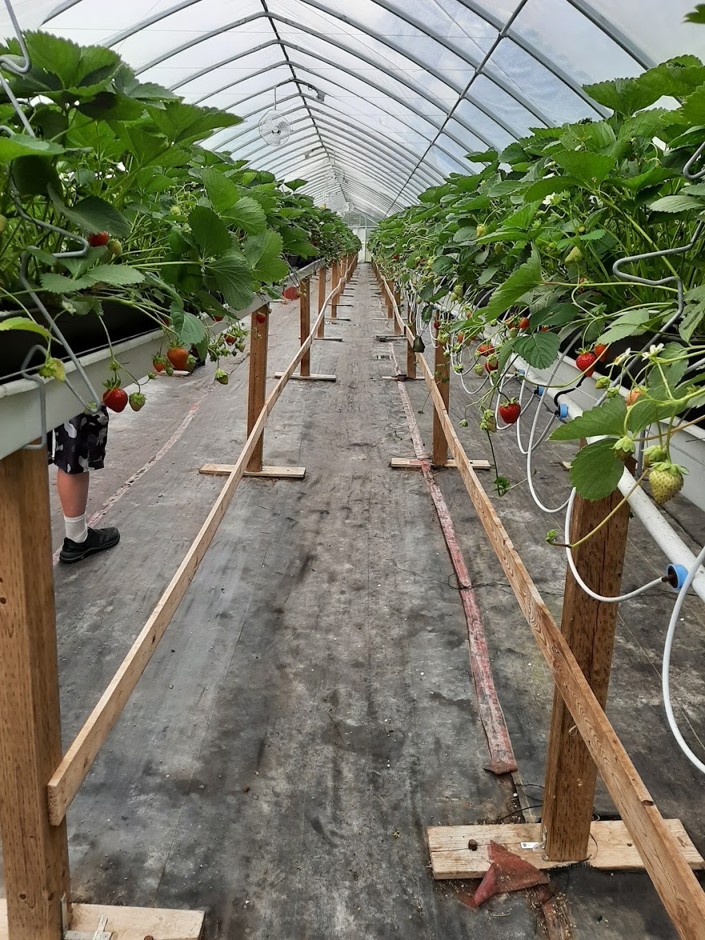 Lorés U-pick & Country Market | 5505 Upper Clyde Rd, Shelburne, NS B0T 1W0, Canada | Phone: (902) 875-2102