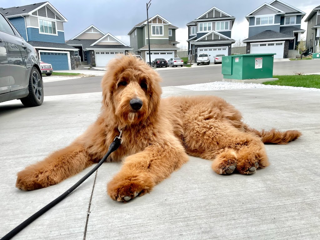 Grooming By Julia | 1817 Tanager Cl NW, Edmonton, AB T5S 0K9, Canada | Phone: (825) 522-3647