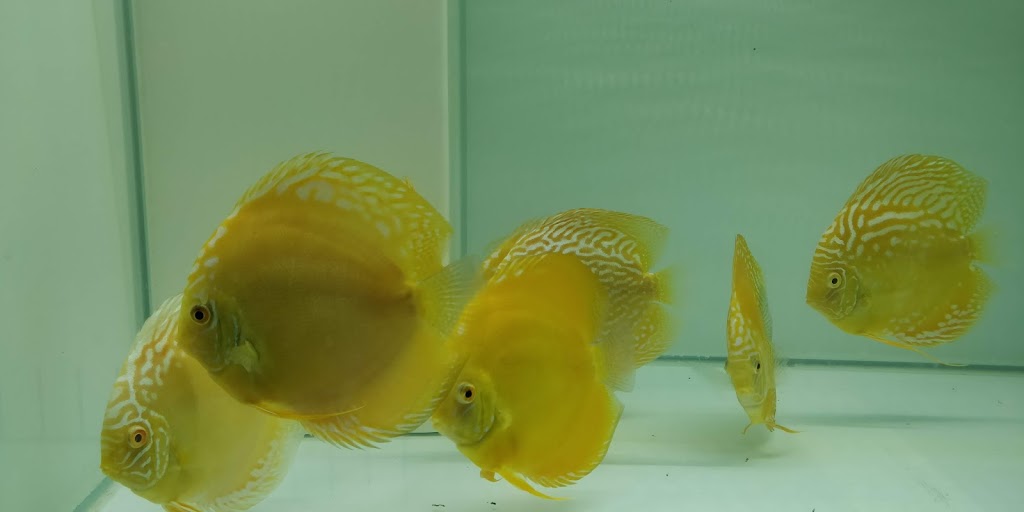 Magical Aquarium Club | 1911 Kennedy Rd unit 108, Scarborough, ON M1P 2L9, Canada | Phone: (416) 297-0010