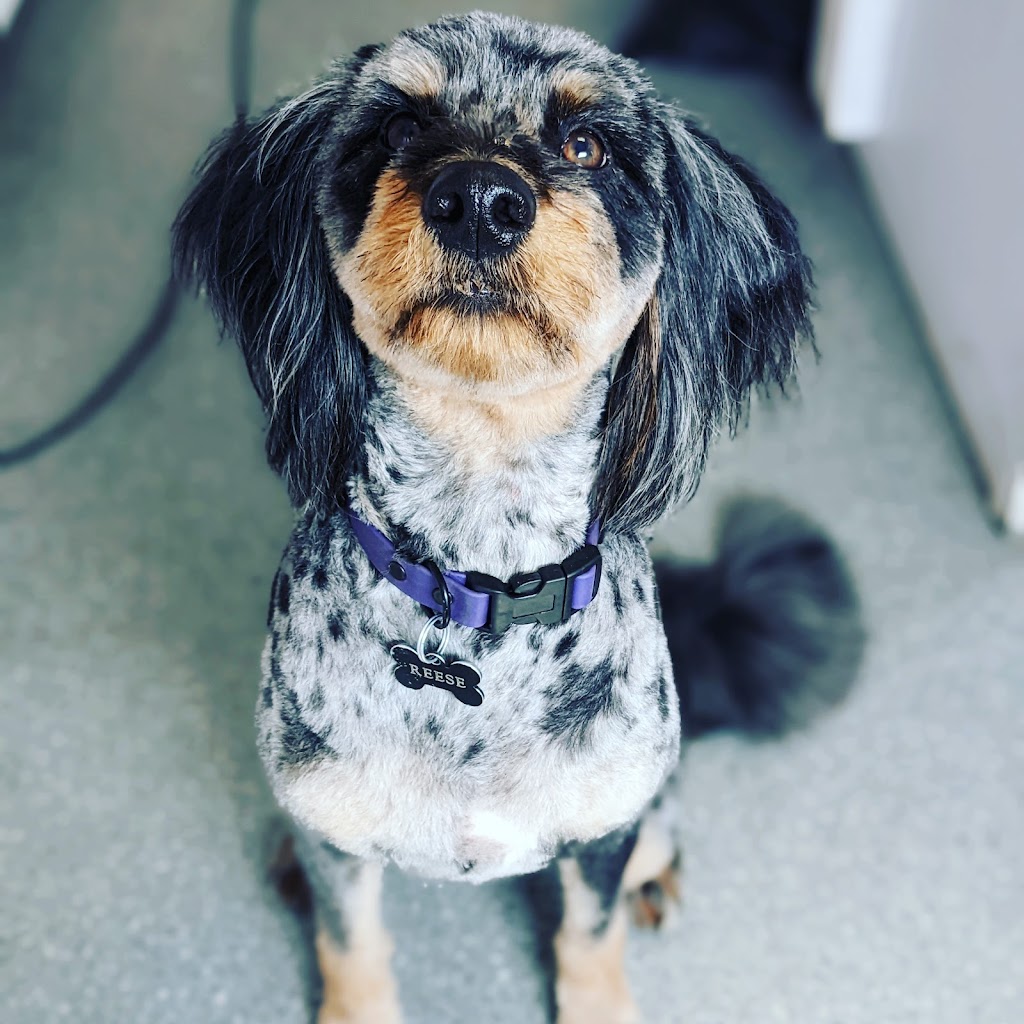 Over the hills dog grooming | 66 Main St E, Dundalk, ON N0C 1B0, Canada | Phone: (519) 288-0125