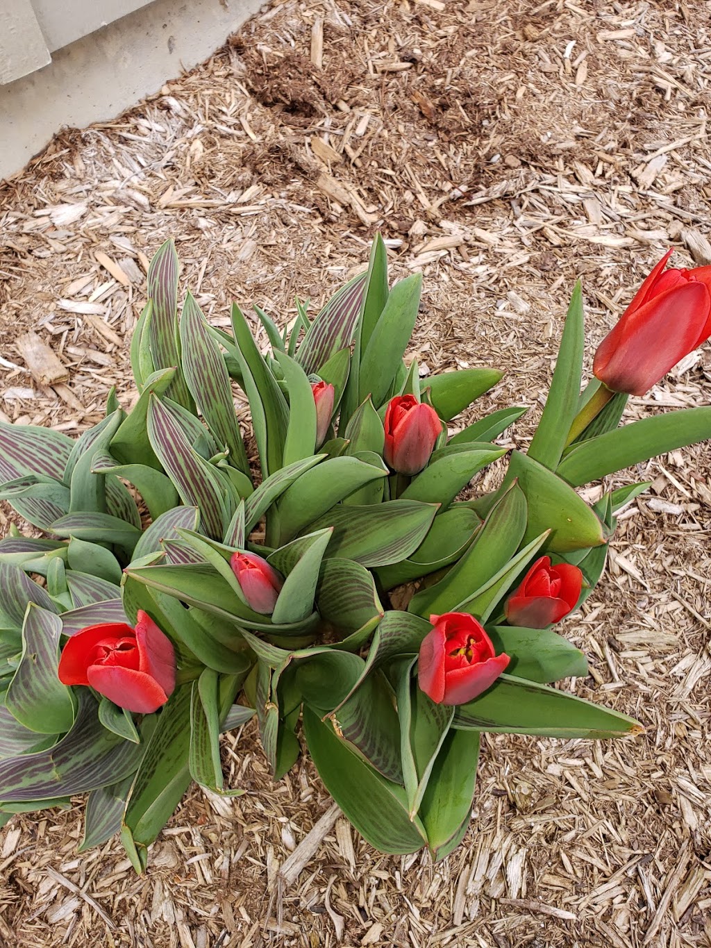 Proscape Horticultural Svc Ltd | 3244 Carriage Rd, Delaware, ON N0L 1E0, Canada | Phone: (519) 652-6335