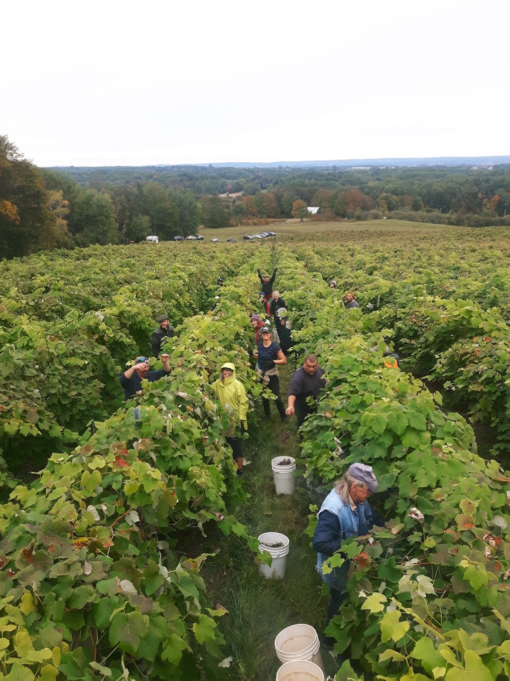 Woodside Vineyard | Kings, Subd. B, NS B0P 1H0, Canada | Phone: (902) 670-1181
