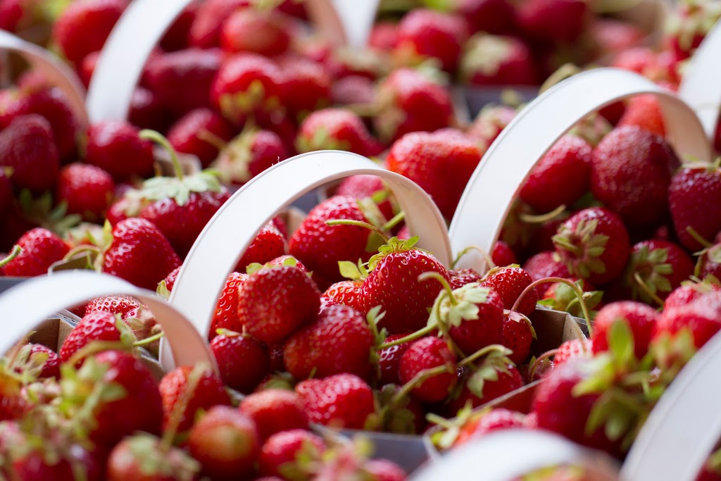 Proulx Sugar Bush & Berry Farm | 1865 OToole Rd, Cumberland, ON K4C 1N2, Canada | Phone: (613) 833-2417