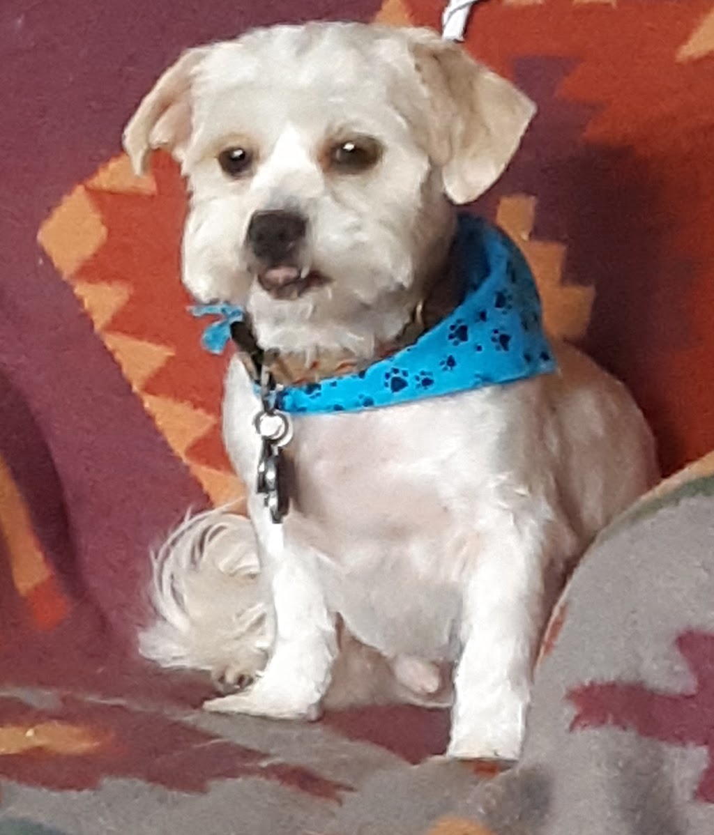 Roxy and Friends Grooming Salon by Appointment | 83 Erie St, Port Colborne, ON L3K 4L9, Canada | Phone: (289) 478-6034