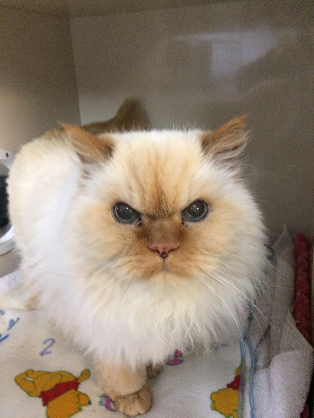 Animal Clinic Of Brooklin | 105 Winchester Rd W, Whitby, ON L1M 1B5, Canada | Phone: (905) 655-3811