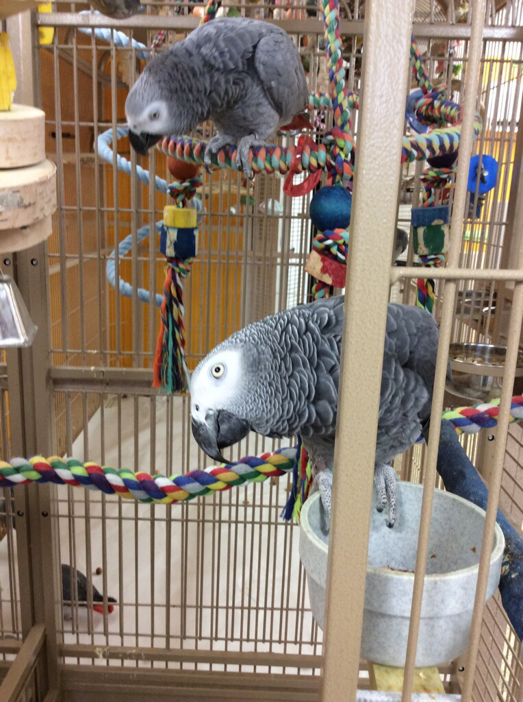 Chirp N Dales Pet Supply | 293 Rogers Rd, Berry Mills, NB E1G 2N4, Canada | Phone: (506) 854-0979