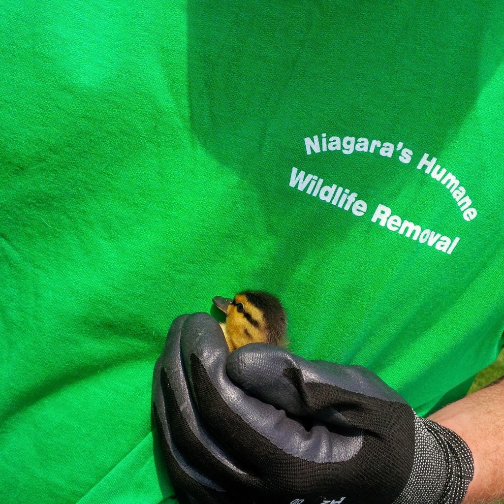 Niagaras Humane Wildlife Removal | 52 Pine Street South, Thorold, ON L2V 3L4, Canada | Phone: (905) 401-9505