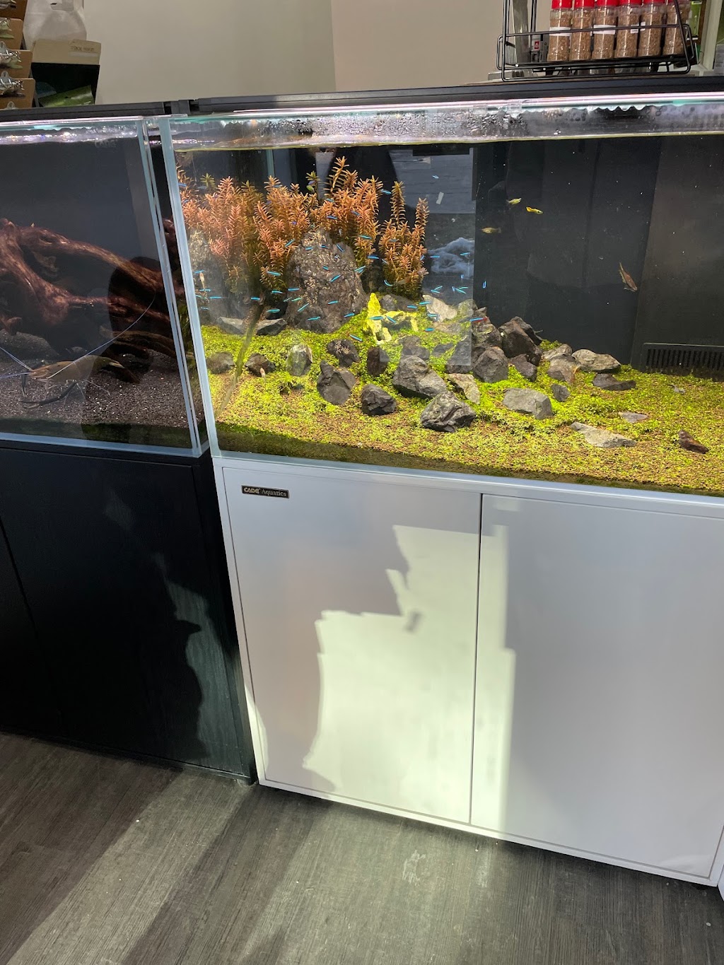 ShrimpFever Aquarium | 210 Silver Star Blvd Unit 801, Scarborough, ON M1V 5J9, Canada | Phone: (647) 667-6161
