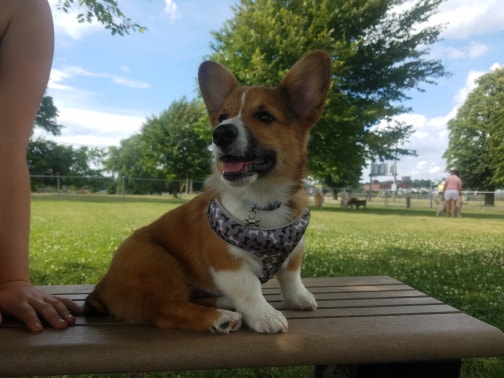 The Barkyard - Off-Leash Dog Park | D A R Dr, Buffalo, NY 14202, USA | Phone: (716) 218-0303