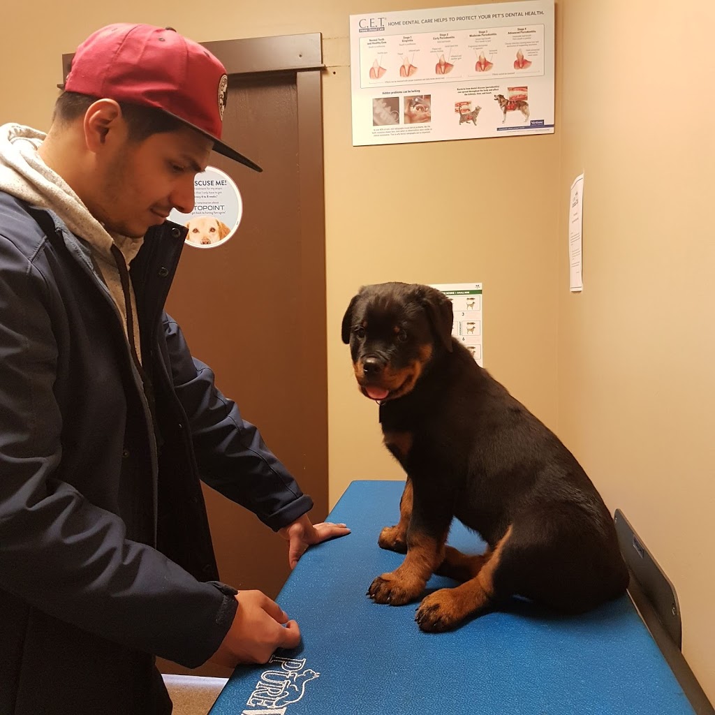 Cochrane Animal Clinic Ltd | 236 River Ave, Cochrane, AB T4C 2C1, Canada | Phone: (403) 932-5875