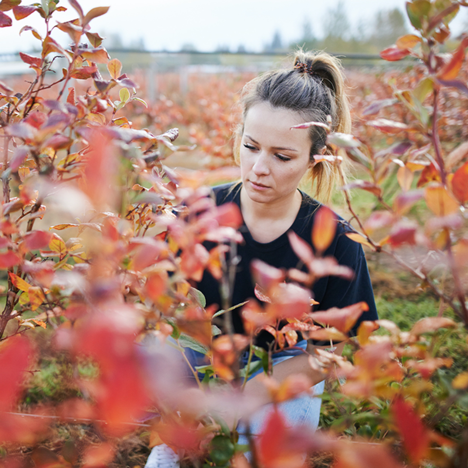 Ralphs Blueberry Farm | 22728 Fraser Hwy, Langley, BC V2Z 2T8, Canada | Phone: (604) 534-4324
