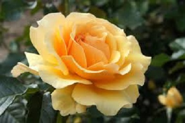 Rambling Rose Nursery | 528 Wesley Acres Rd, Bloomfield, ON K0K 1G0, Canada | Phone: (613) 393-1828