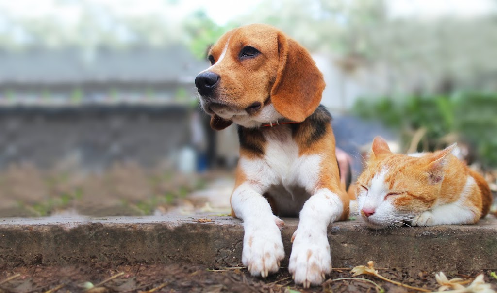 Perfect Paws | 54009 LaSalle Rd #9E, Winnipeg, MB R0G 1N0, Canada | Phone: (204) 228-3123