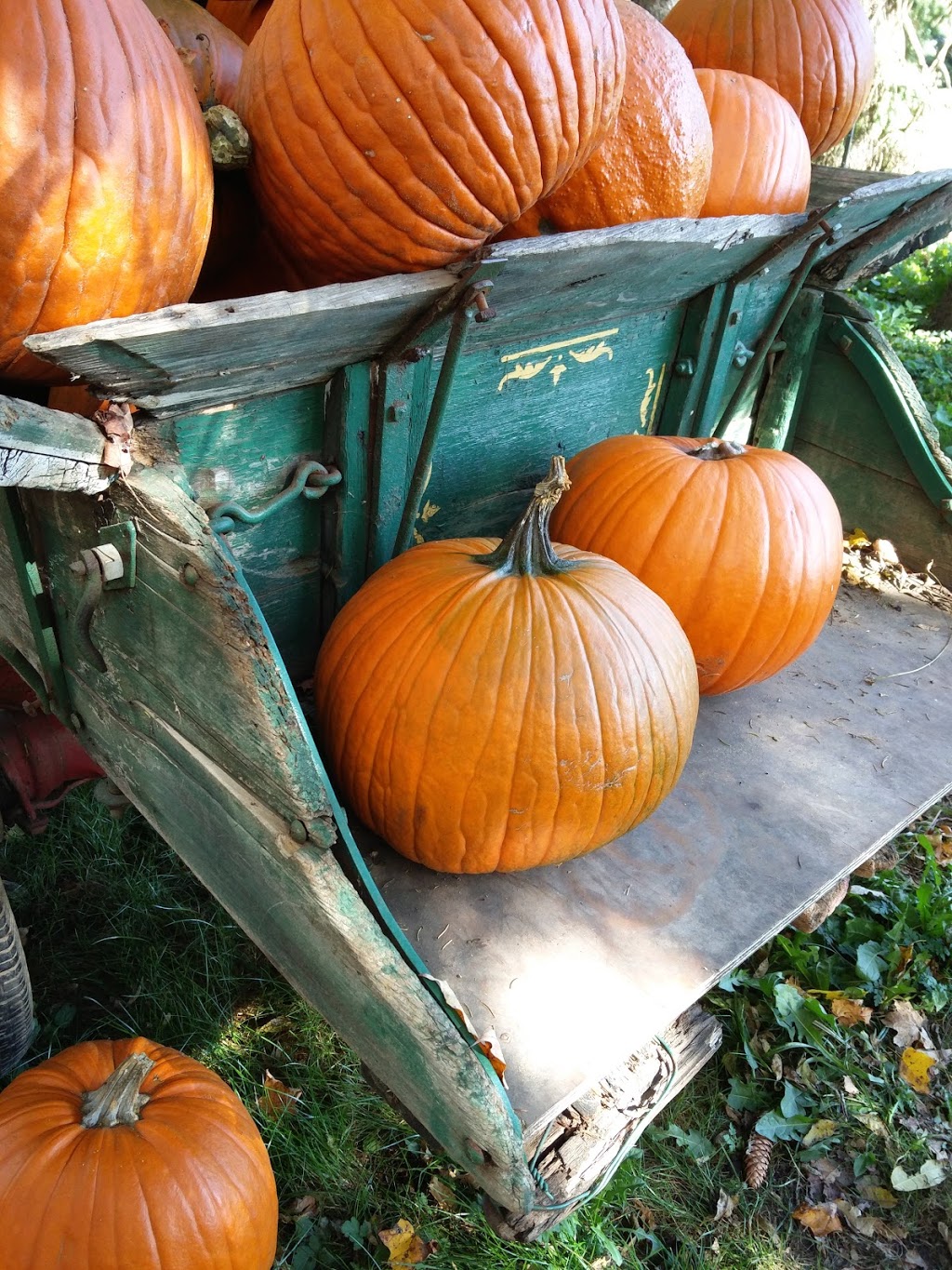Fall Harvest Farm | 1011 Gerber Rd, St. Agatha, ON N0B 2L0, Canada | Phone: (226) 791-7601