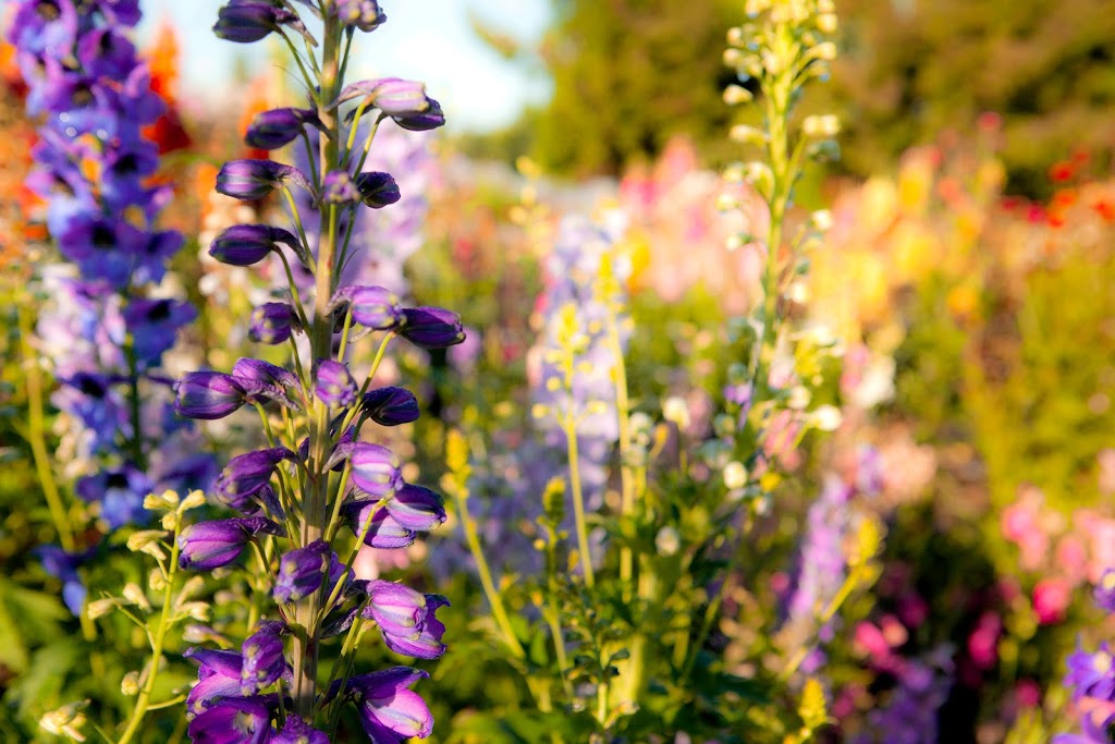 Early Bird Family Farm | 2768 256 St, Langley Twp, BC V4W 1Y4, Canada | Phone: (604) 614-6184
