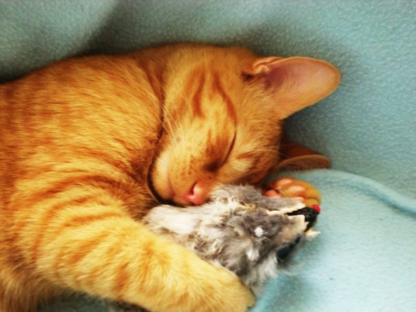 Country Cats Only Hotel | 277 Cockshutt Rd, Brantford, ON N3T 5L6, Canada | Phone: (226) 387-2417