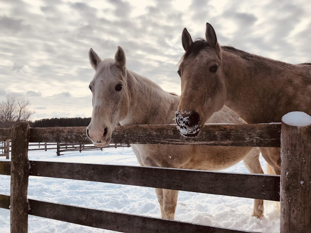 Horse Discovery | Carmel Line, Cavan-Monaghan, ON L0A 1G0, Canada | Phone: (705) 932-2244