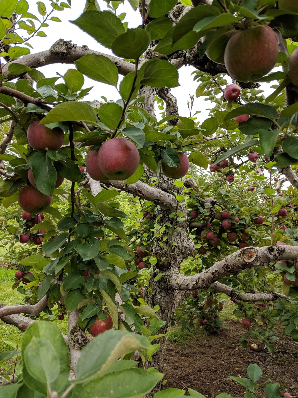 Myers Apple Farm | 37 Hamilton Regional Rd 52, Hamilton, ON L0R, Canada | Phone: (905) 627-0420