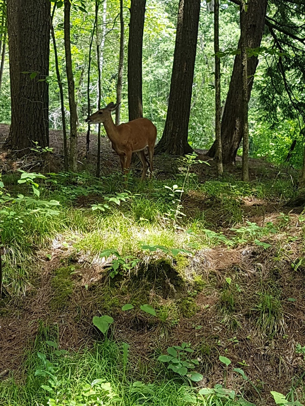 Fitzroy Provincial Park | 5201 Canon Smith Dr, Fitzroy Harbour, ON K0A 1X0, Canada | Phone: (613) 623-5159
